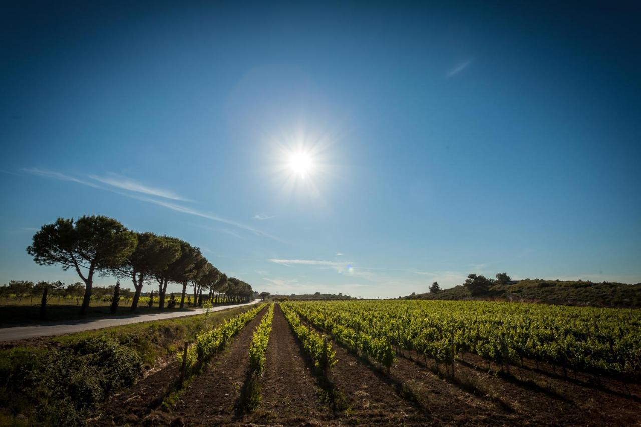 Chateau Catherine De Montgolfier B&B Et Gites Narbonne Dış mekan fotoğraf